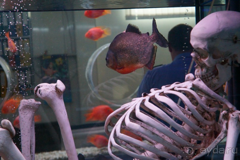 Океанариум "Морской аквариум" на Чистых прудах в Москве