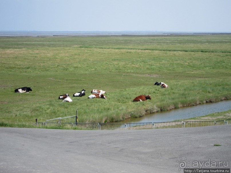 Как нас засасывало в голландской провинции Гронинген.