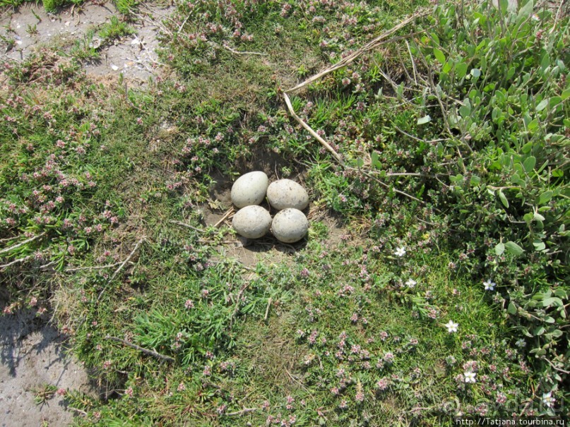 Как нас засасывало в голландской провинции Гронинген.