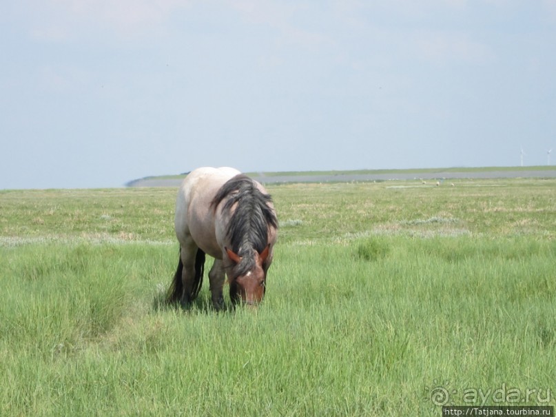 Как нас засасывало в голландской провинции Гронинген.