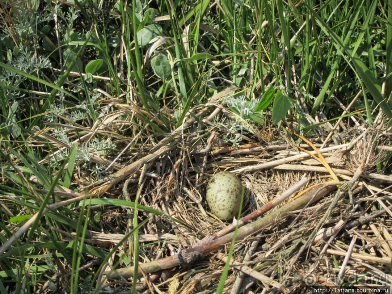 Как нас засасывало в голландской провинции Гронинген.