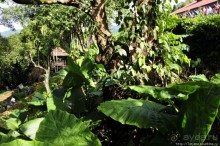 Doi Tung Royal Королевская вилла в горах Чанг Мая