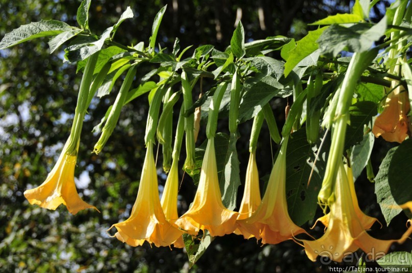 Doi Tung Royal Королевская вилла в горах Чанг Мая