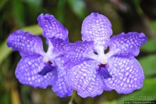 Doi Tung Royal Королевская вилла в горах Чанг Мая