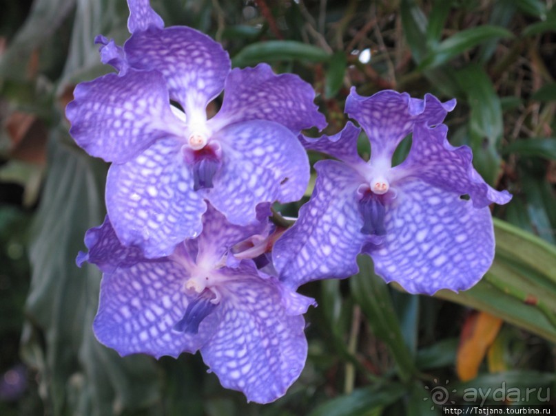 Doi Tung Royal Королевская вилла в горах Чанг Мая