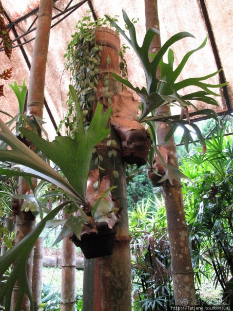 Ботанический сад Мае Фа Луанг