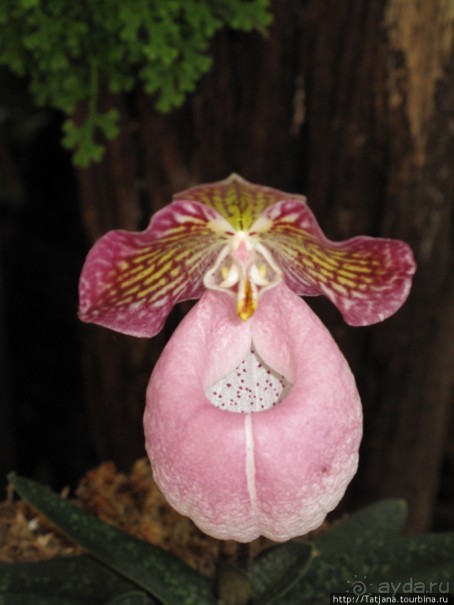 Ботанический сад Мае Фа Луанг