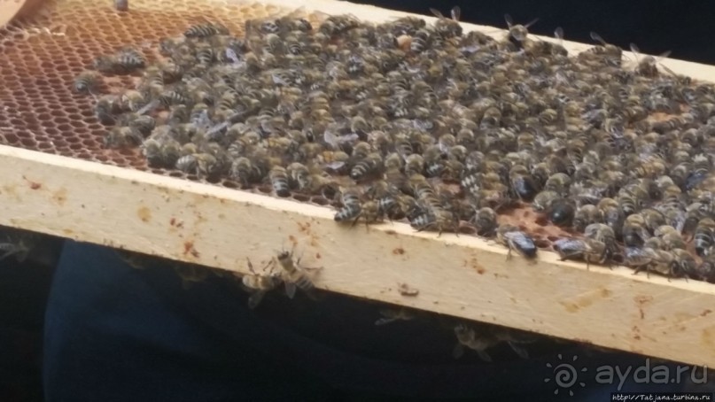 Про пасеку и средство от эмоционального выгорания