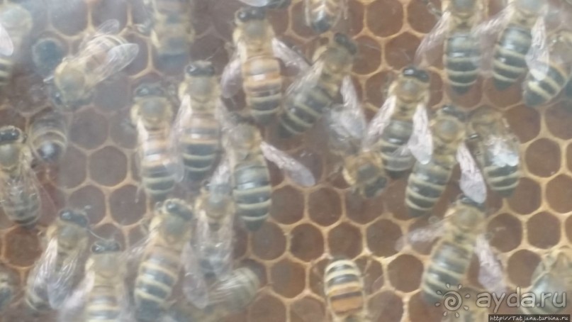 Про пасеку и средство от эмоционального выгорания