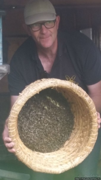 Про пасеку и средство от эмоционального выгорания