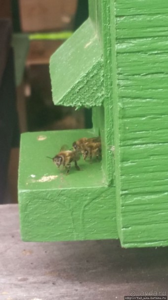 Про пасеку и средство от эмоционального выгорания