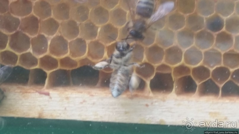 Про пасеку и средство от эмоционального выгорания