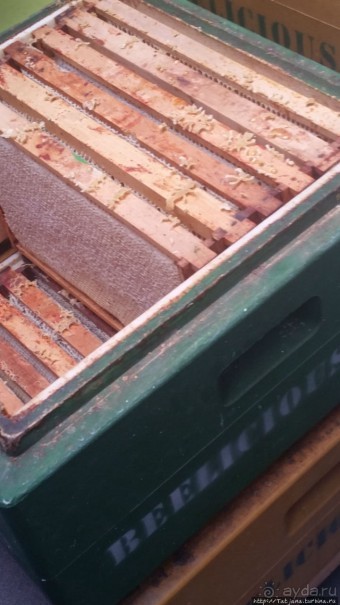 Про пасеку и средство от эмоционального выгорания