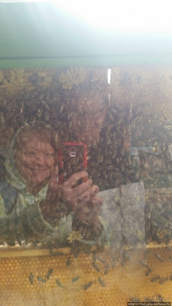 Про пасеку и средство от эмоционального выгорания