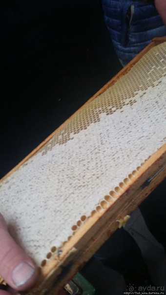 Про пасеку и средство от эмоционального выгорания