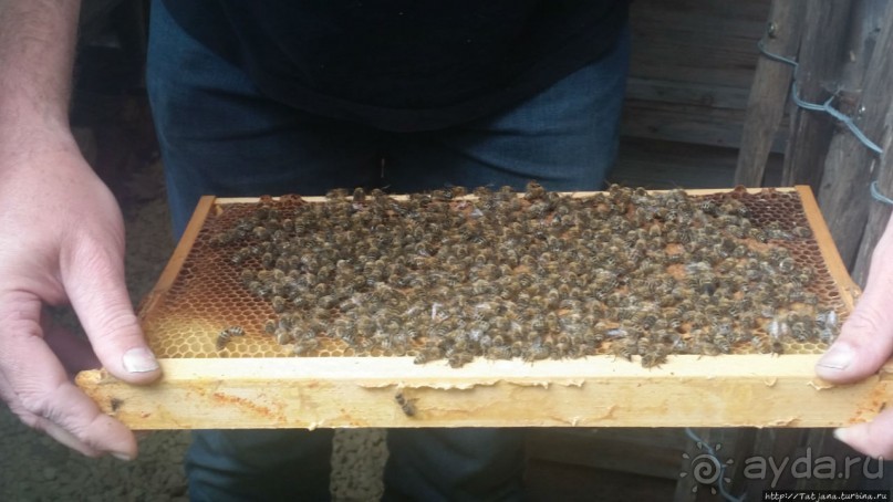 Про пасеку и средство от эмоционального выгорания