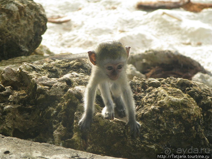 Утренняя прогулка - зона побережья "Diani Beach"
