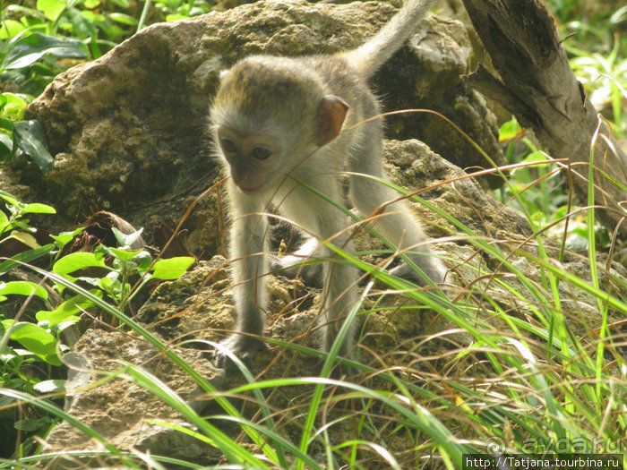 Утренняя прогулка - зона побережья "Diani Beach"