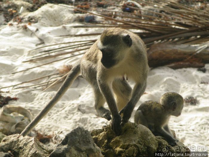 Утренняя прогулка - зона побережья "Diani Beach"