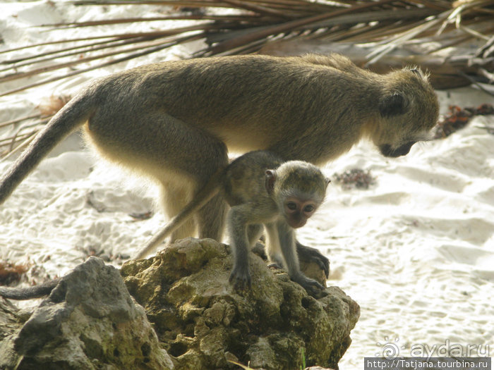 Утренняя прогулка - зона побережья "Diani Beach"