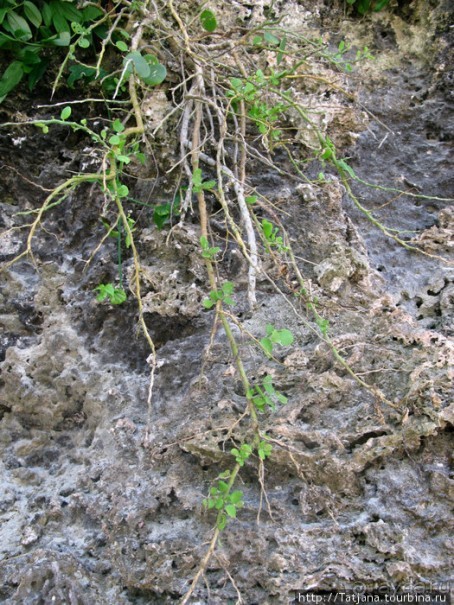 Утренняя прогулка - зона побережья "Diani Beach"