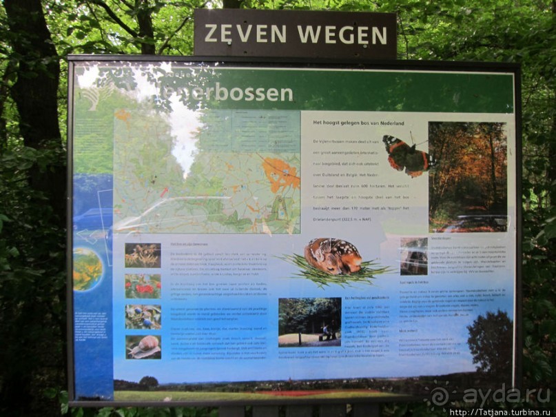 Альбом отзыва "Холмы Лимбурга и самый "высокогорный" лес Голландии"