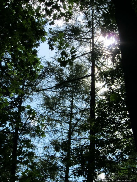 Альбом отзыва "Холмы Лимбурга и самый "высокогорный" лес Голландии"