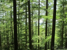 Альбом отзыва "Холмы Лимбурга и самый "высокогорный" лес Голландии"