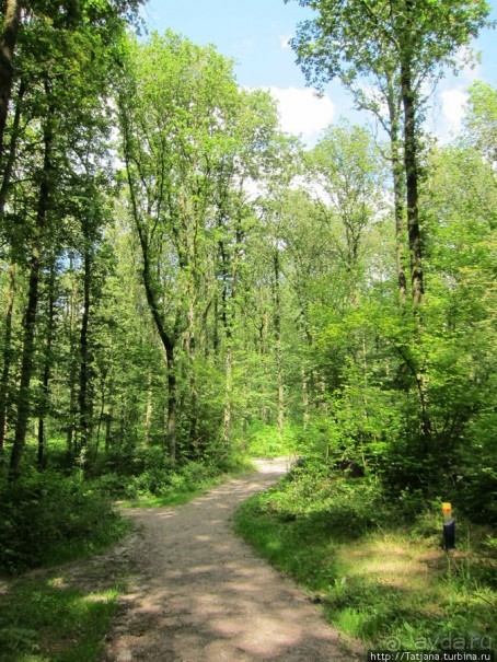 Альбом отзыва "Холмы Лимбурга и самый "высокогорный" лес Голландии"