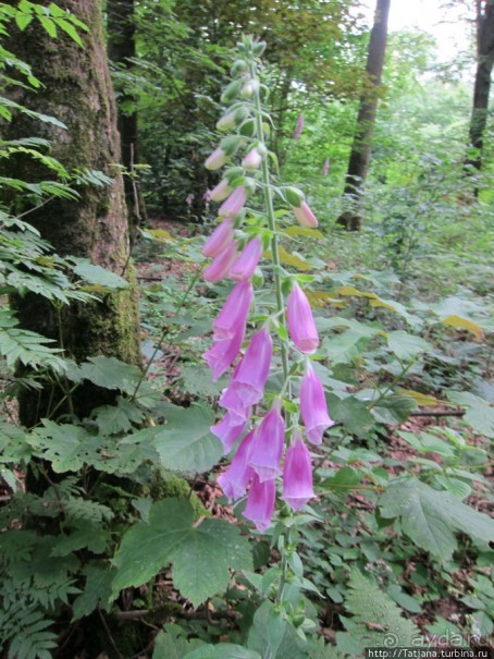 Альбом отзыва "Холмы Лимбурга и самый "высокогорный" лес Голландии"