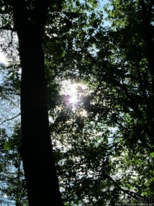 Альбом отзыва "Холмы Лимбурга и самый "высокогорный" лес Голландии"