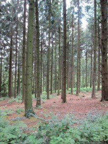 Альбом отзыва "Холмы Лимбурга и самый "высокогорный" лес Голландии"