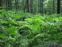 Альбом отзыва "Холмы Лимбурга и самый "высокогорный" лес Голландии"