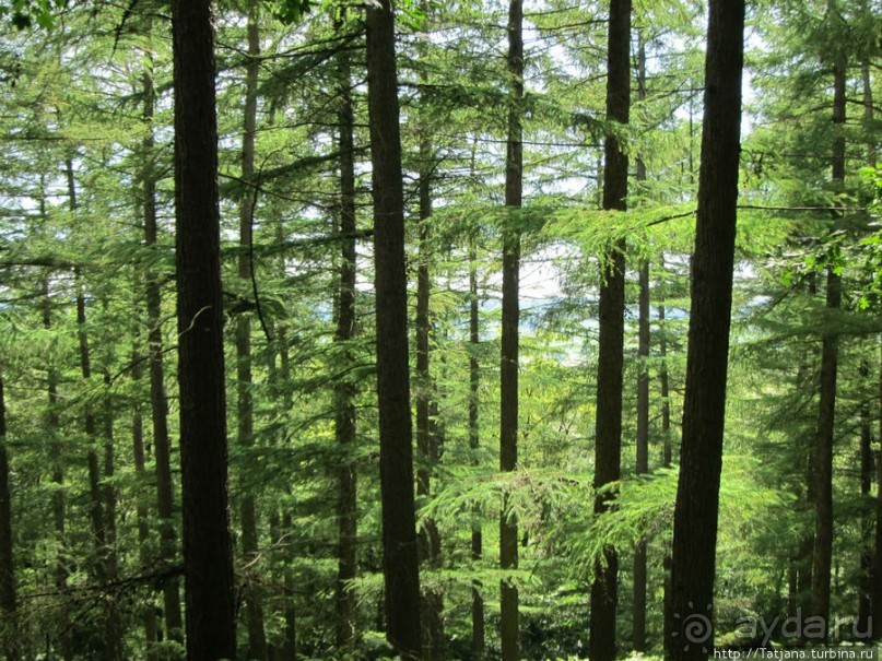 Холмы Лимбурга и самый "высокогорный" лес Голландии