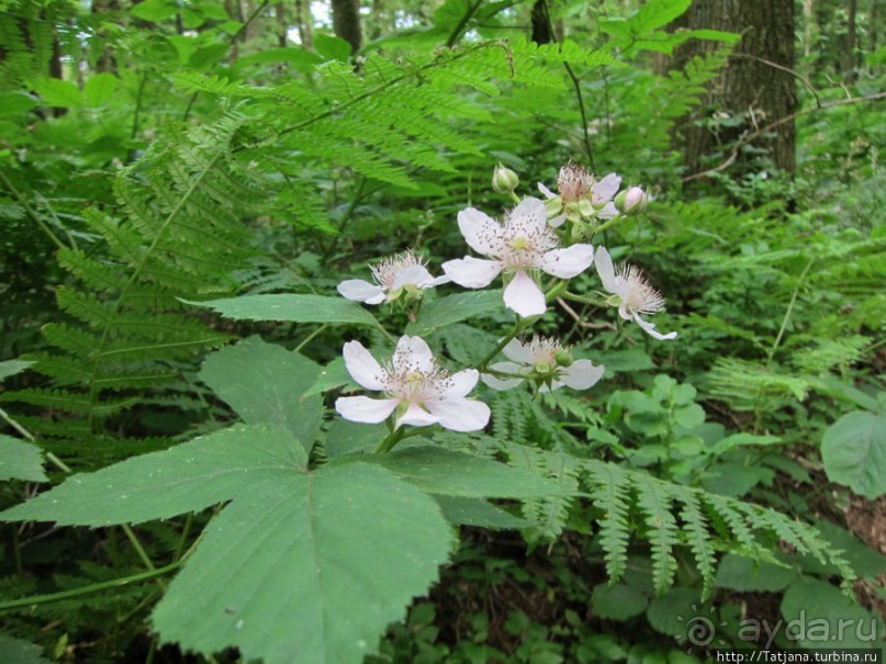 Холмы Лимбурга и самый "высокогорный" лес Голландии