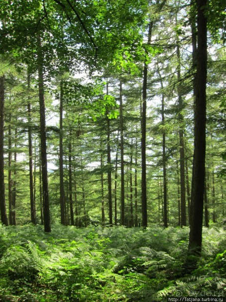 Холмы Лимбурга и самый "высокогорный" лес Голландии