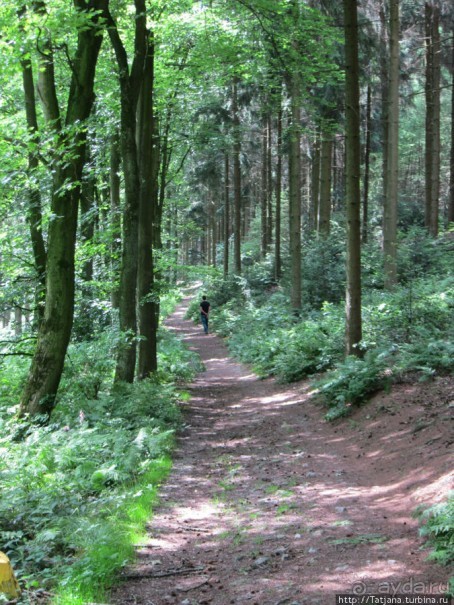 Холмы Лимбурга и самый "высокогорный" лес Голландии