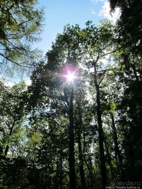 Холмы Лимбурга и самый "высокогорный" лес Голландии