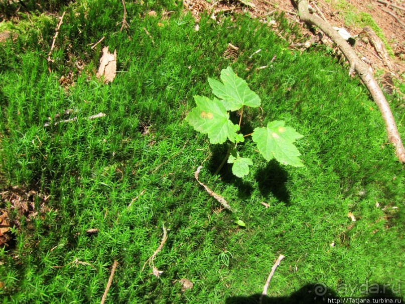 Холмы Лимбурга и самый "высокогорный" лес Голландии