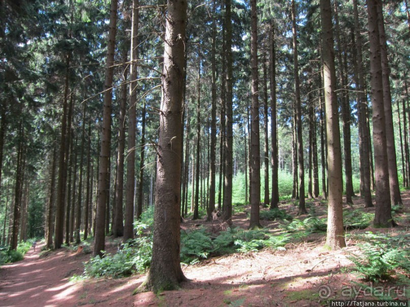 Холмы Лимбурга и самый "высокогорный" лес Голландии