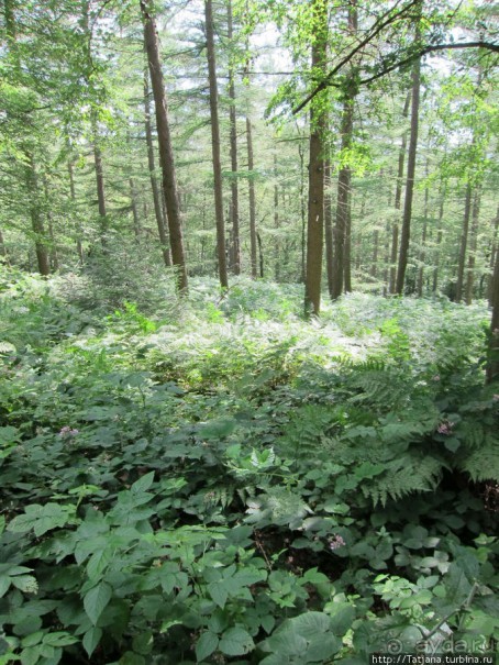 Холмы Лимбурга и самый "высокогорный" лес Голландии