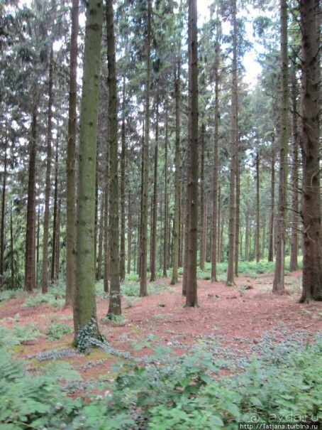 Холмы Лимбурга и самый "высокогорный" лес Голландии