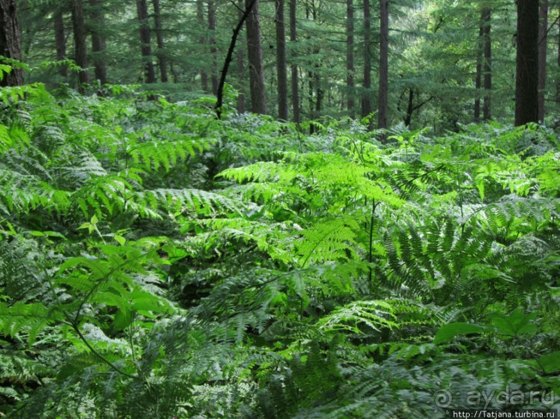 Холмы Лимбурга и самый "высокогорный" лес Голландии