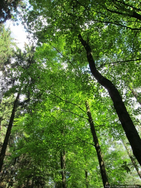 Холмы Лимбурга и самый "высокогорный" лес Голландии