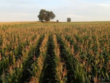 Альбом отзыва "Полет на воздушном шаре"