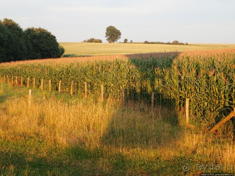 Альбом отзыва "Полет на воздушном шаре"
