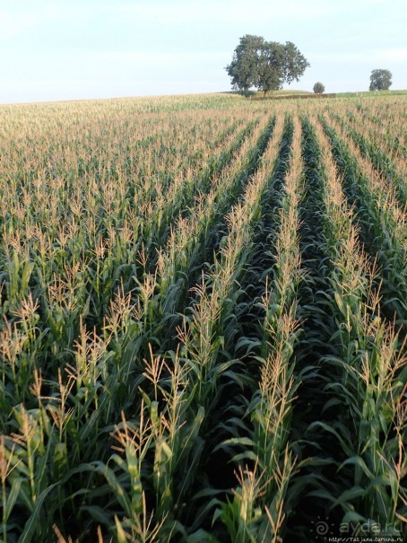 Полет на воздушном шаре