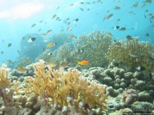 Альбом отзыва "Подводный мир Марса-Алам"