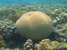 Подводный мир Марса-Алам