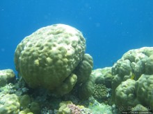 Подводный мир Марса-Алам